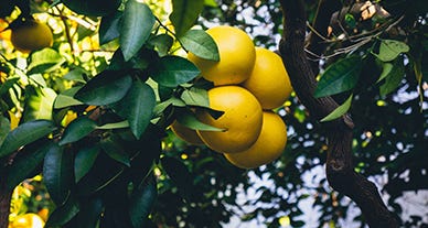 En Mars, le pomelo IGP Corse origine France est à l'honneur chez Biocoop En Mars, le pomelo IGP Corse origine France est à l'honneur chez Biocoop
