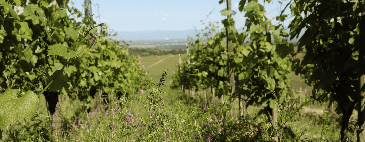 Le vin bio ! Le vin bio !