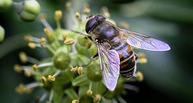 On veut de la biodiversité On veut de la biodiversité