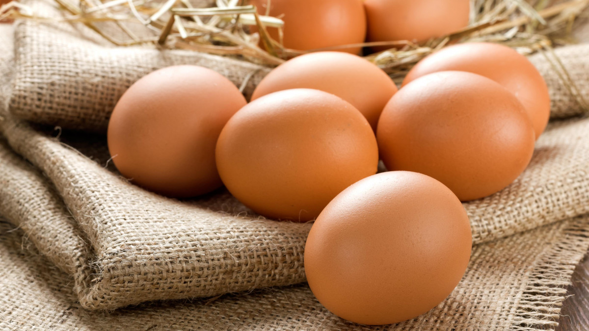 EARL les Sables - oeufs