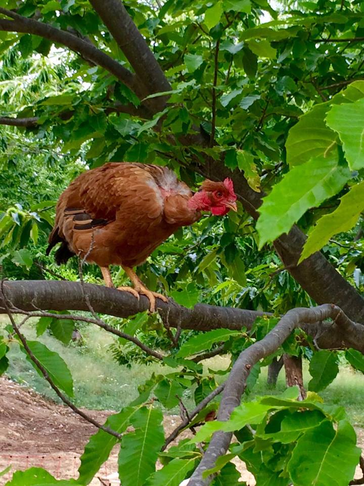 Le poulet de Colognac Le poulet de Colognac