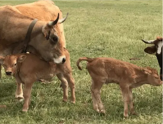 Viande bovine
